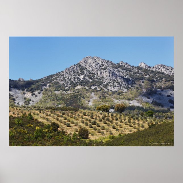 Poster Olivais (Frente)