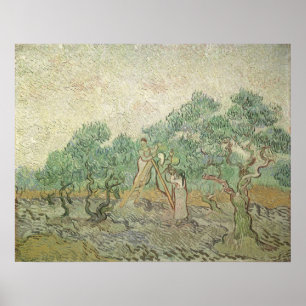 Pôster Olive Picking de Vincent van Gogh, Vintage Art