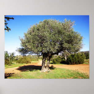 Poster oliveira
