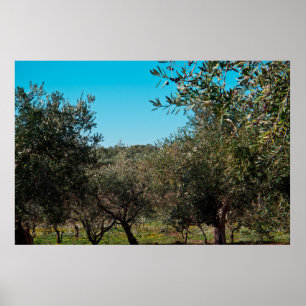 Poster Oliveiras na paisagem apuliana no outono. ag