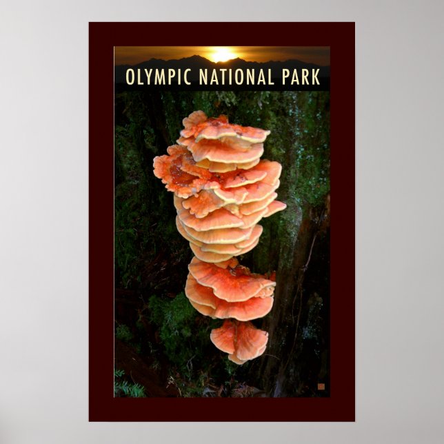 Poster OLMPIC NATL PARK-Chicken of the Woods- (Frente)