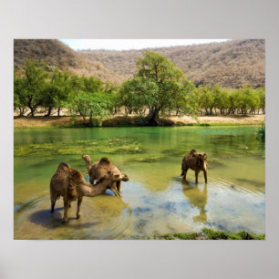 Poster Omã, Wadi darbat