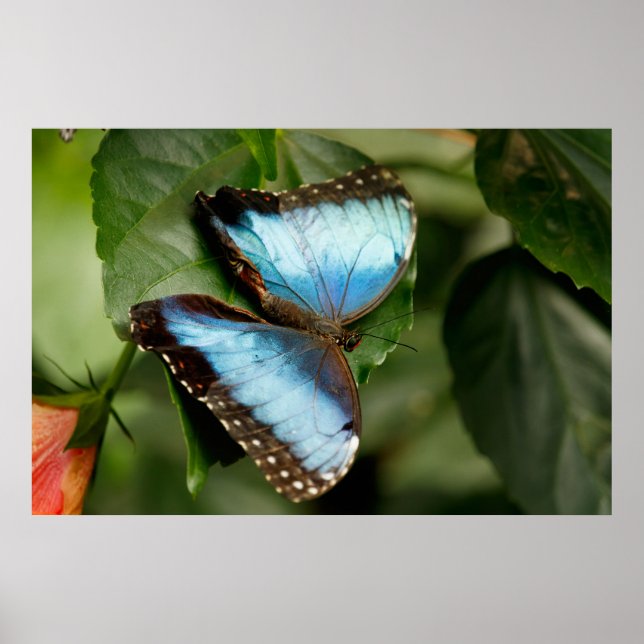 Poster On the Green (Frente)