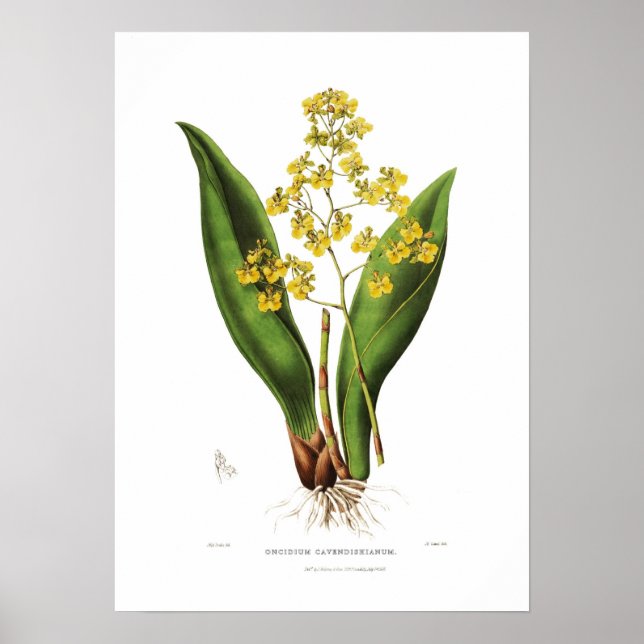 Poster Oncidium cavendishianum, por S. A Drake. (Frente)