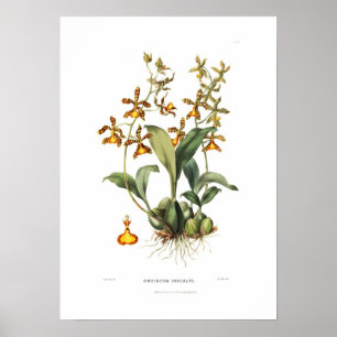 Poster Oncidium insleayi por Miss Drake.