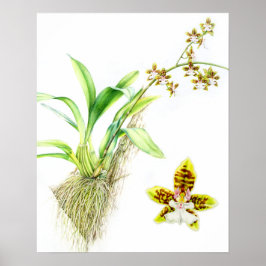 Pôster Oncidium Leucochilum arte fina orquídea aquarela