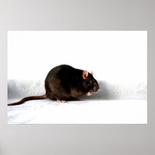 Poster Onda de rato