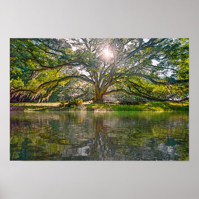 Poster Onde Cresce A Árvore Selvagem (Frente)