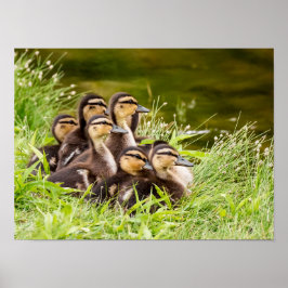 Pôster Onde está a mãe?