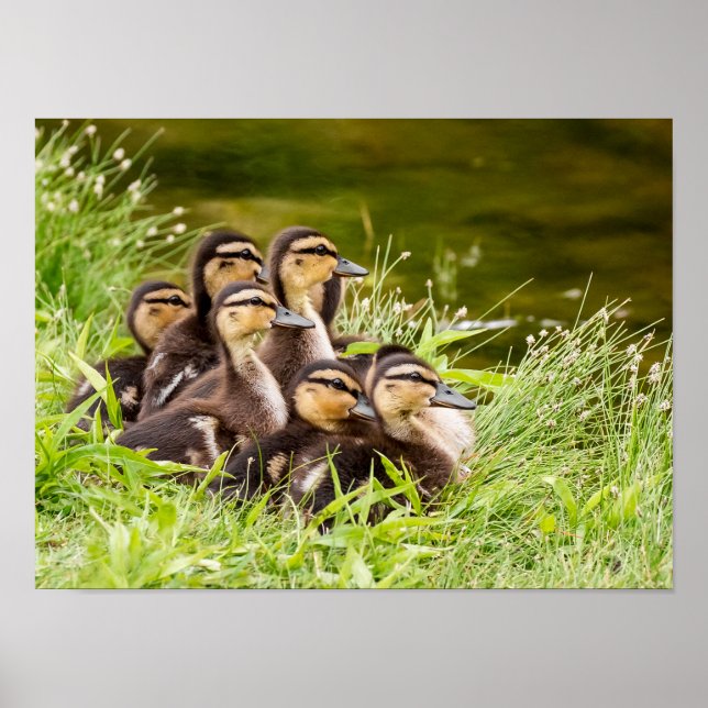 Pôster Onde está a mãe? (Frente)