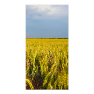 Pôster Onde o Trigo Dança com o Vento - Natureza Selvagem