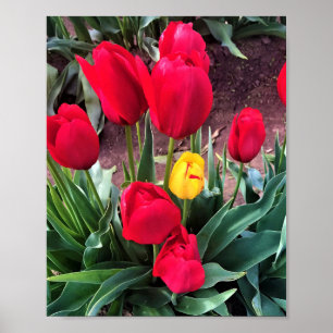 Poster One Yellow with Red Tulips