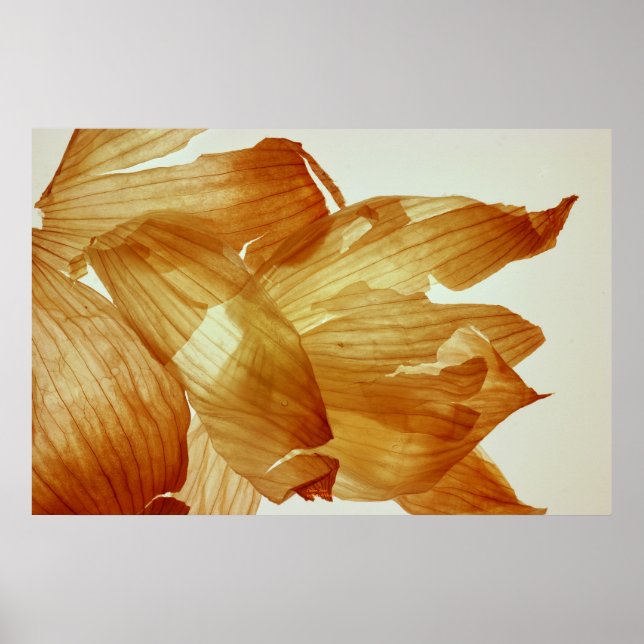 Poster Onion Skin (Frente)