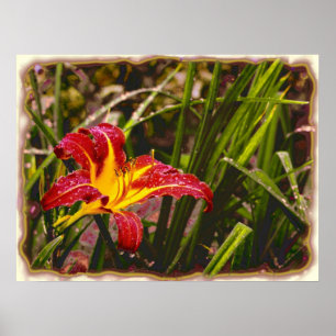 Pôster Ontem Lily Depois Da Chuva