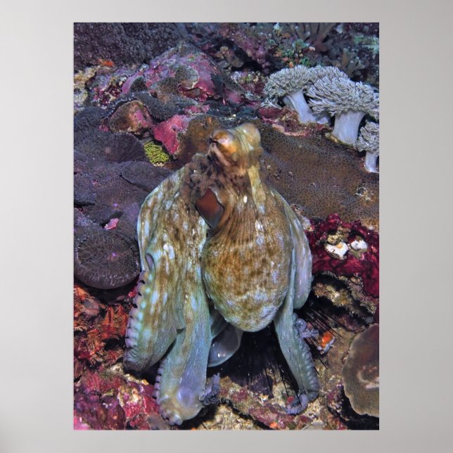 Poster Oozing Octopus Portrait (Frente)