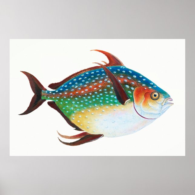 Poster Opah, Ilustração de Peixe, Edward Donovan, (Frente)