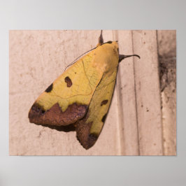 Poster Ophiusa tirhaca, a mariposa-verde-parda