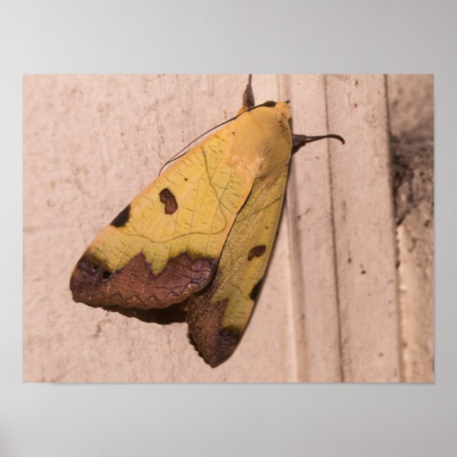 Poster Ophiusa tirhaca, a mariposa-verde-parda (Frente)