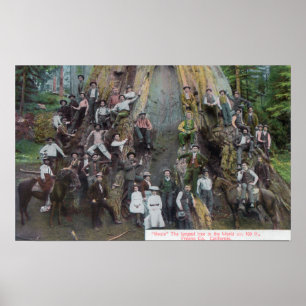 Poster Opinião Boole, a árvore a maior no mundo