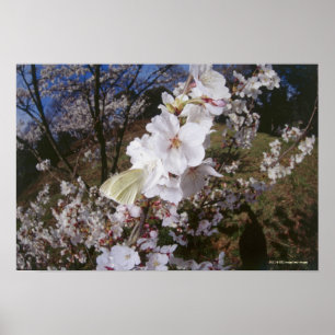 Pôster Opinião de Fisheye a borboleta na flor