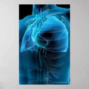 Pôster Opinião dos três quartos do coração e dos pulm