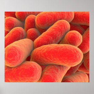 Pôster Opinião microscópica as bactérias 4