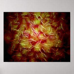 Pôster Opinião microscópica o esperma