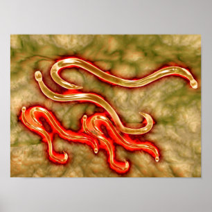 Pôster Opinião microscópica o Hookworm 1