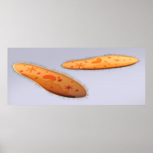 Pôster Opinião microscópica o Paramecium 4