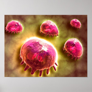Pôster Opinião microscópica os macrófagos Phagocytic 2