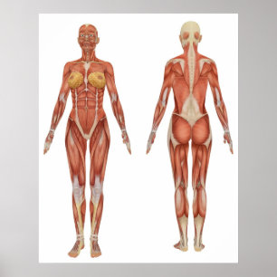Poster Opinião muscular fêmea da anatomia dianteiro e