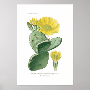 Pôster Opuntia vulgar