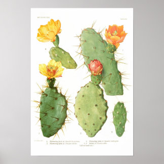 Poster Opuntias