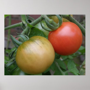 Poster Orange and Red Tomatoes Print