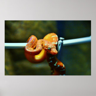 Pôster Orange Ball Python