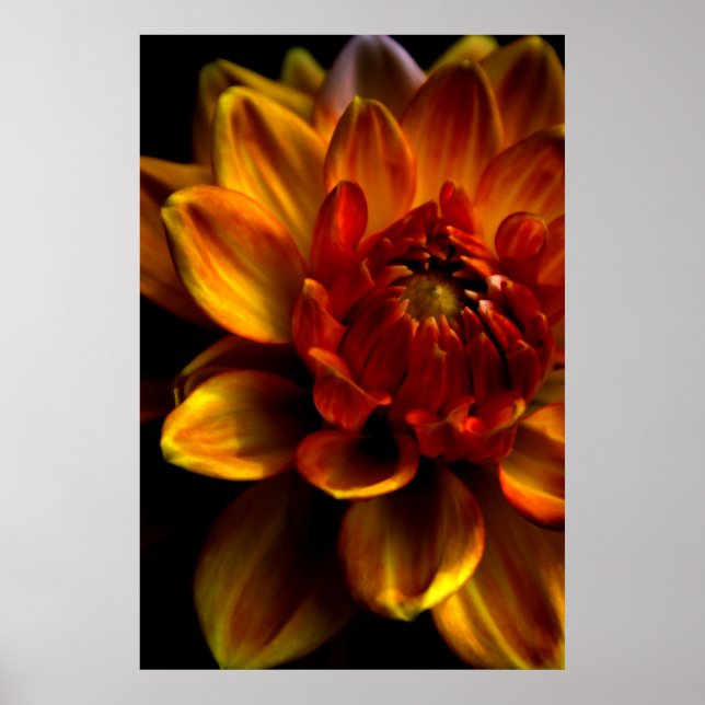 Pôster Orange Bloom (Frente)