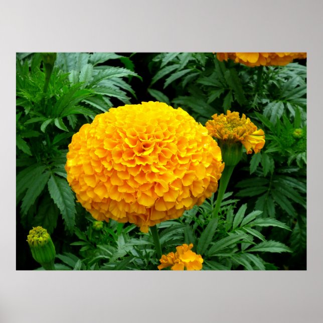 Poster Orange Chrysanthemum (Frente)
