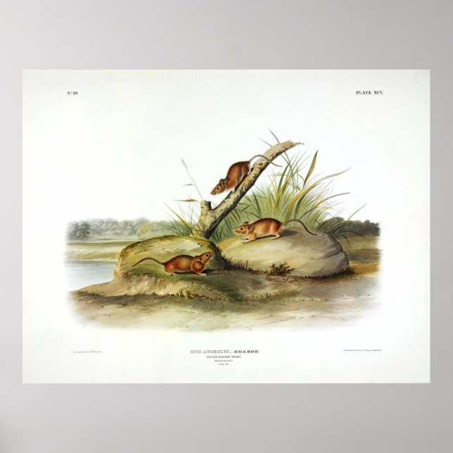 Poster Orange Coloured Mouse (Golden Mouse) by Audubon (Frente)