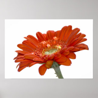 Pôster Orange Daisy Gerbera Flower