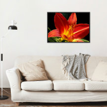 Orange Daylily Bloom Foto Brilhante