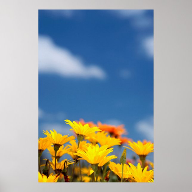 Poster Orange E Yellow Namaqualand Daisies (Frente)