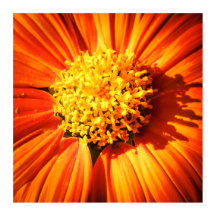 Orange Flower Macro – Vibrant Nature Photography