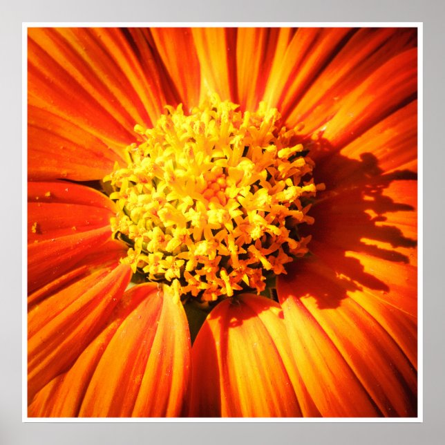 Poster Orange Flower Macro – Vibrant Nature Photography (Frente)