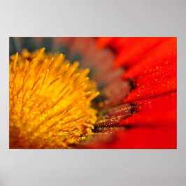 Poster Orange Gazania African Daisies Summer Flower