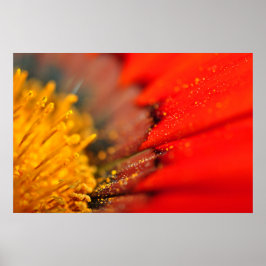 Poster Orange Gazania African Daisies Summer Flower