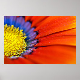 Poster Orange Gazania African Daisies Summer Flower
