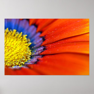 Poster Orange Gazania African Daisies Summer Flower