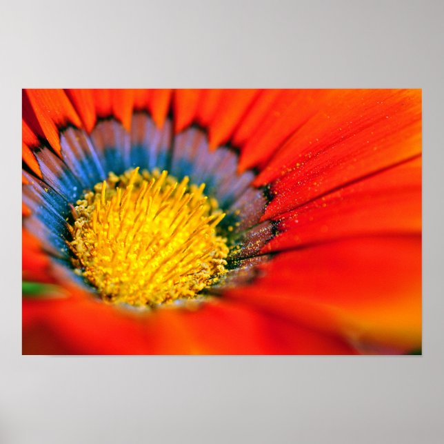 Poster Orange Gazania African Daisies Summer Flower (Frente)