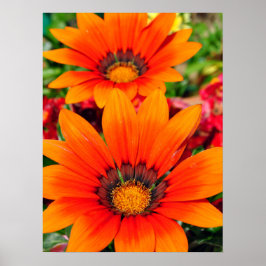Poster Orange Gazania African Daisies Summer Flower