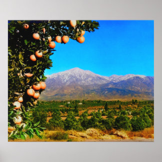 Poster Orange Groves Snow Capped Mount Baldy No início do